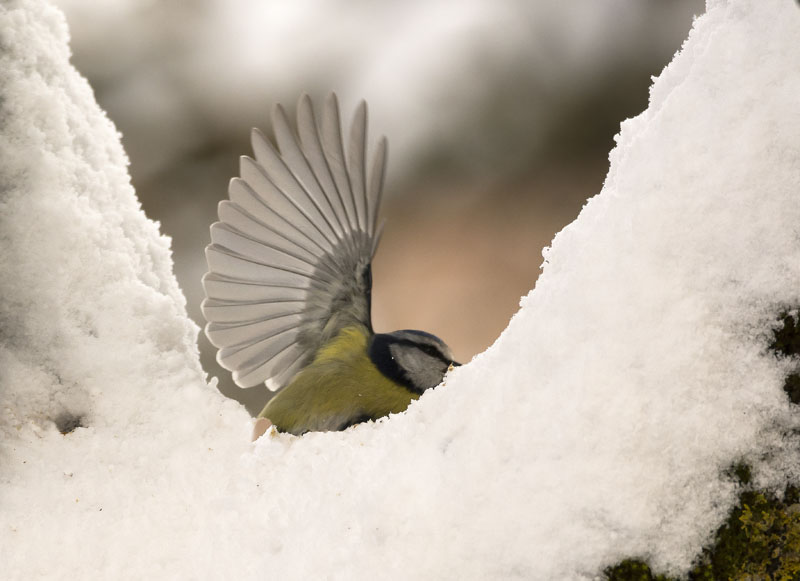 Cinciarella (Cyanistes caeruleus) sulla neve
